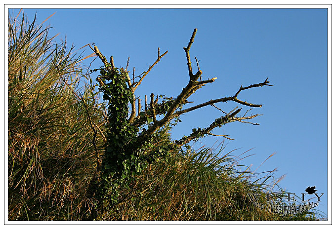 【遊玩】2007大屯山漫遊隨影 @WISELY's 拍拍照寫寫字