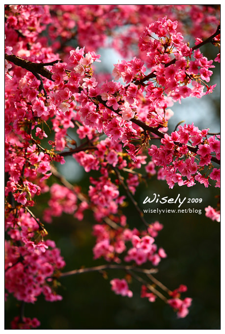 【留影】Canon EF 70-200mm/F2.8 L：陽明緋寒櫻
