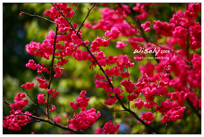 【留影】Canon EF 70-200mm/F2.8 L：陽明緋寒櫻
