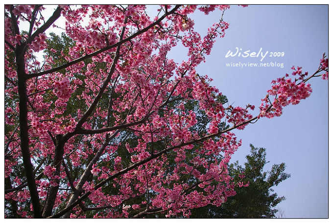 【留影】Pentax DSLR(18-55/55-200)：陽明賞櫻花春遊2009