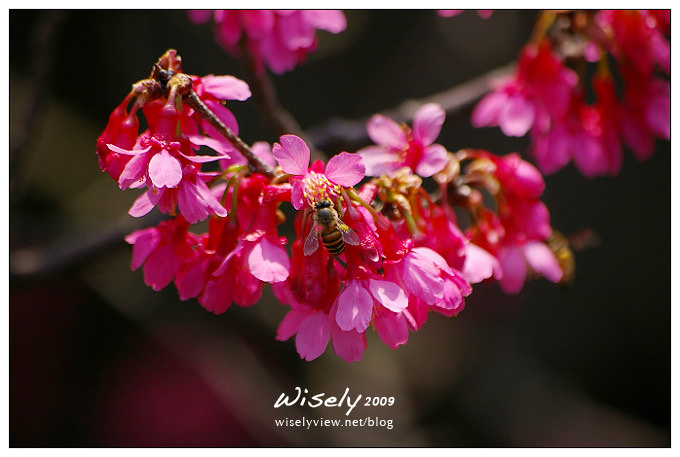 【留影】Pentax DSLR(18-55/55-200)：陽明賞櫻花春遊2009