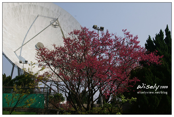 【留影】Pentax DSLR(18-55/55-200)：陽明賞櫻花春遊2009