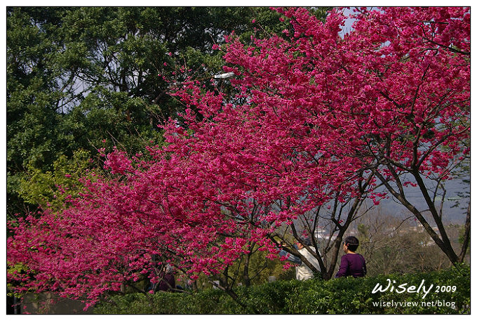 【留影】Pentax DSLR(18-55/55-200)：陽明賞櫻花春遊2009