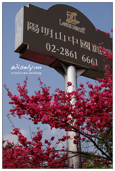【留影】Pentax DSLR(18-55/55-200)：陽明賞櫻花春遊2009