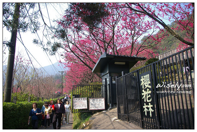 【留影】Pentax DSLR(18-55/55-200)：陽明賞櫻花春遊2009