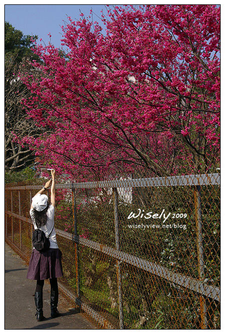 【留影】Pentax DSLR(18-55/55-200)：陽明賞櫻花春遊2009