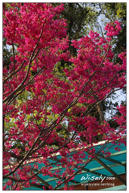 【留影】Pentax DSLR(18-55/55-200)：陽明賞櫻花春遊2009