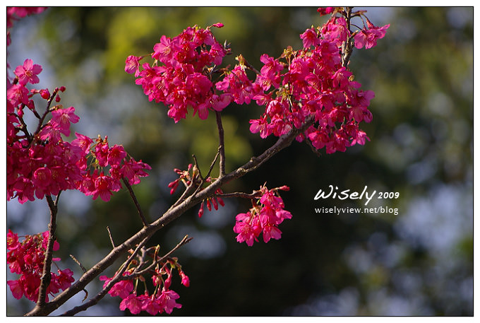 【留影】Pentax DSLR(18-55/55-200)：陽明賞櫻花春遊2009