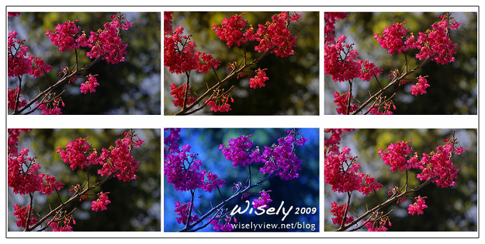 【留影】Pentax DSLR(18-55/55-200)：陽明賞櫻花春遊2009