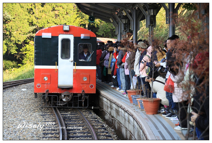 【遊記】2009阿里山賞櫻：遲了一周的美景 -4