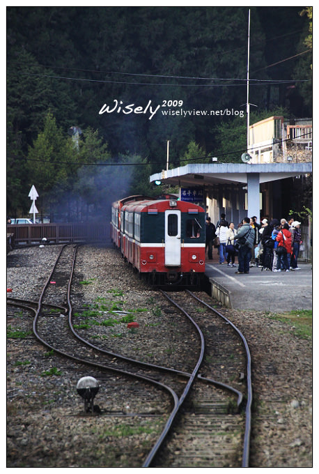 【遊記】2009阿里山賞櫻：遲了一周的美景 -4