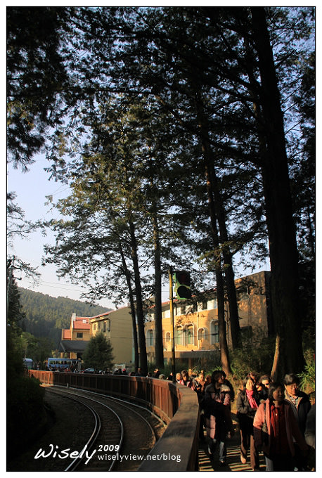 【遊記】2009阿里山賞櫻：遲了一周的美景 -4