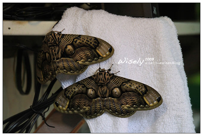 【遊記】2009阿里山賞櫻：遲了一周的美景 -4