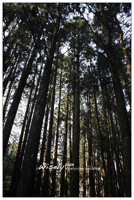 【遊記】2009阿里山賞櫻：遲了一周的美景 -4