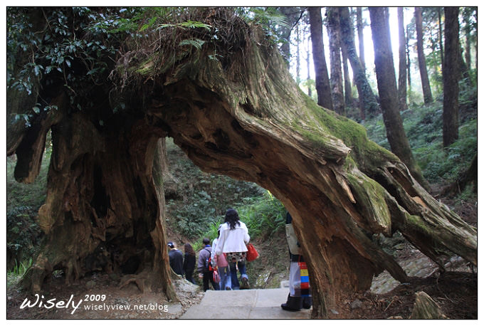 【遊記】2009阿里山賞櫻：遲了一周的美景 -4