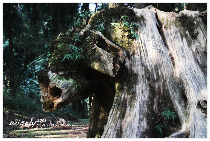 【遊記】2009阿里山賞櫻：遲了一周的美景 -4