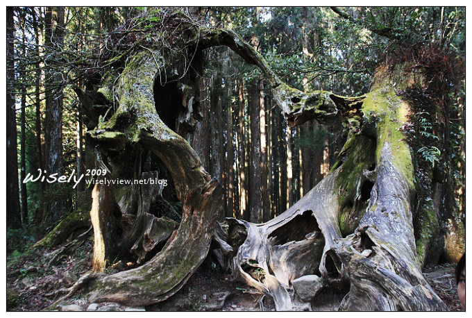 【遊記】2009阿里山賞櫻：遲了一周的美景 -4