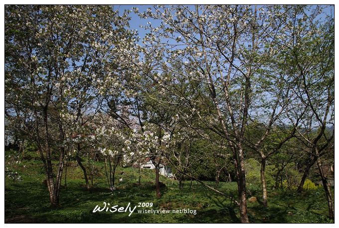 【遊記】2009阿里山賞櫻：遲了一周的美景 -4