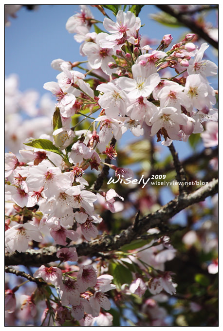 【遊記】2009阿里山賞櫻：遲了一周的美景 -4