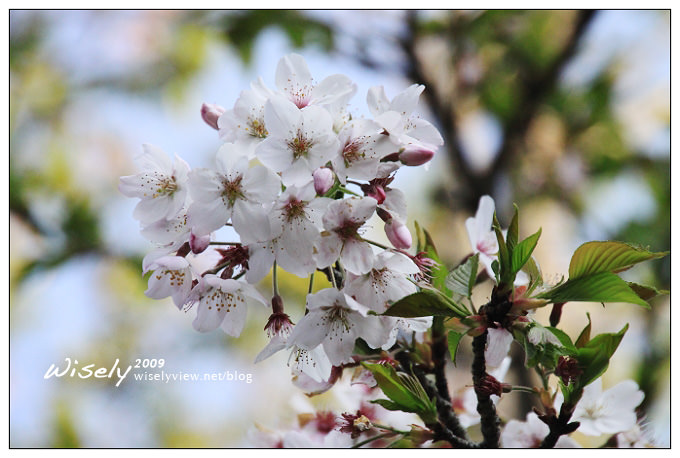 【遊記】2009阿里山賞櫻：遲了一周的美景 -4