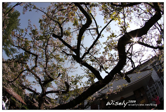 【遊記】2009阿里山賞櫻：遲了一周的美景 -4
