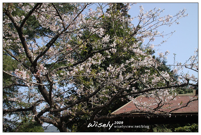 【遊記】2009阿里山賞櫻：遲了一周的美景 -4