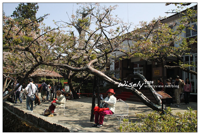 【遊記】2009阿里山賞櫻：遲了一周的美景 -4