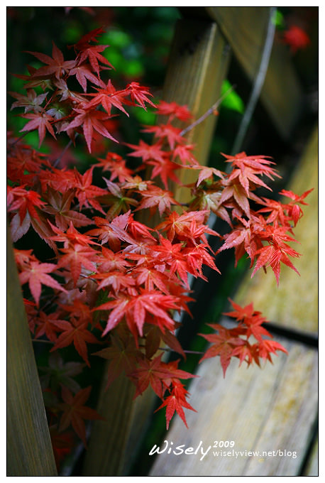 【閒遊】陽明山春遊 :台北奧萬大2009 (ABW)