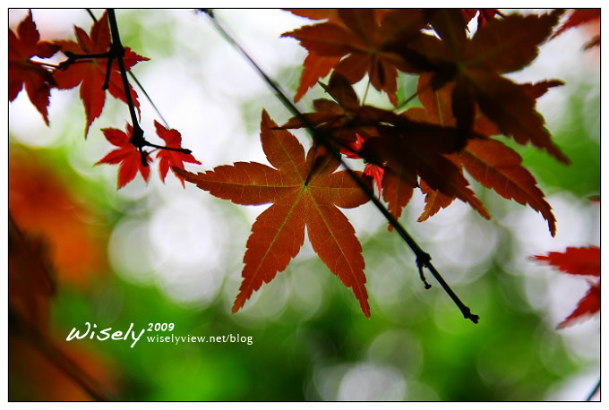 【閒遊】陽明山春遊 :台北奧萬大2009 (ABW)