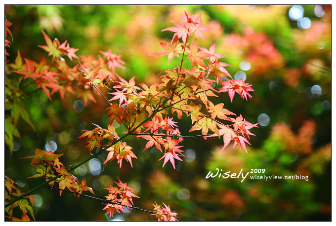 【閒遊】陽明山春遊 :台北奧萬大2009 (ABW)