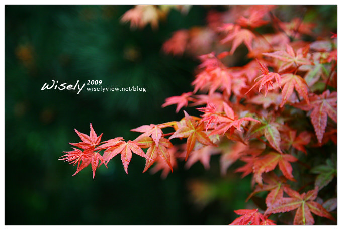 【閒遊】陽明山春遊 :台北奧萬大2009 (ABW)