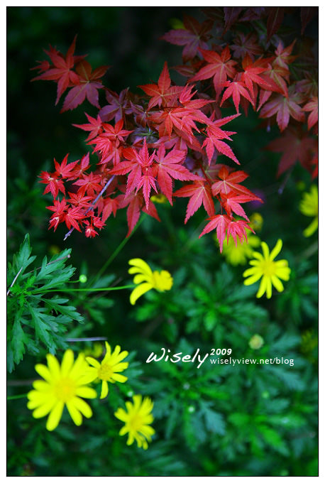 【閒遊】陽明山春遊 :台北奧萬大2009 (ABW)