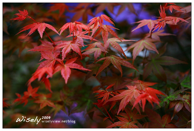 【閒遊】陽明山春遊 :台北奧萬大2009 (ABW)