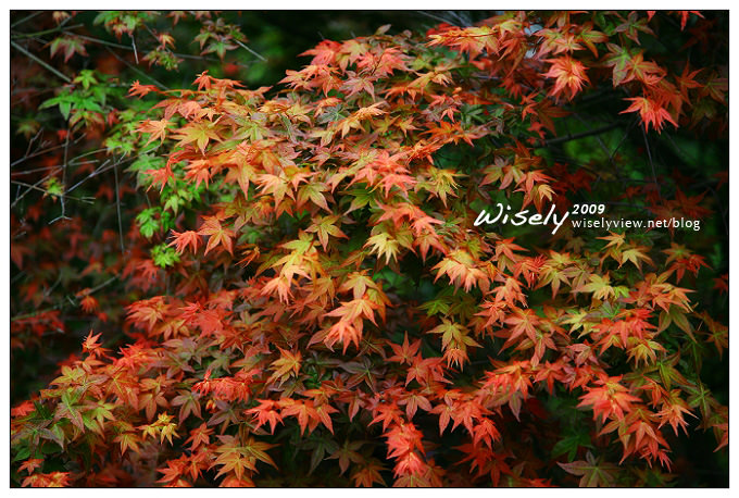 【閒遊】陽明山春遊 :台北奧萬大2009 (ABW)