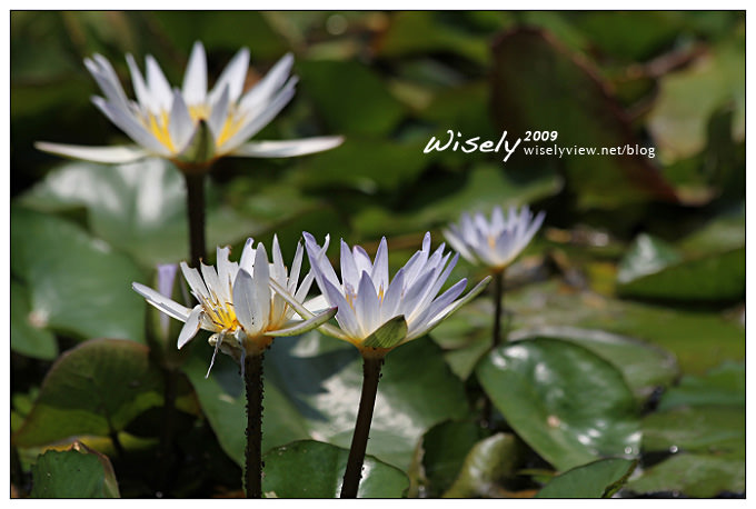 【生活】與吳大、Alex一家逛新北投 (溫泉博物館.圖書館)