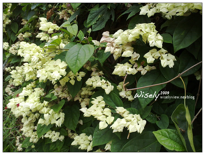 台北景點︱陽明山綠風莊園︱松園食養山房