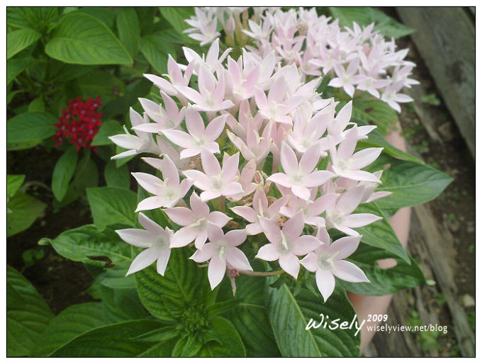 台北景點︱陽明山綠風莊園︱松園食養山房