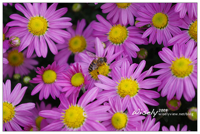 「共香盛菊」：2009年士林官邸菊展 (Pentax K-x拍攝) @WISELY's 拍拍照寫寫字