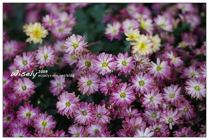 「共香盛菊」:2009年士林官邸菊展 (Pentax K-x拍攝) 「共香盛菊」:2009年士林官邸菊展 (Pentax K-x拍攝)