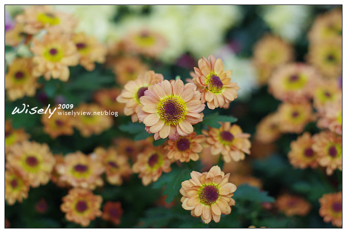 「共香盛菊」:2009年士林官邸菊展 (Pentax K-x拍攝) 「共香盛菊」:2009年士林官邸菊展 (Pentax K-x拍攝)