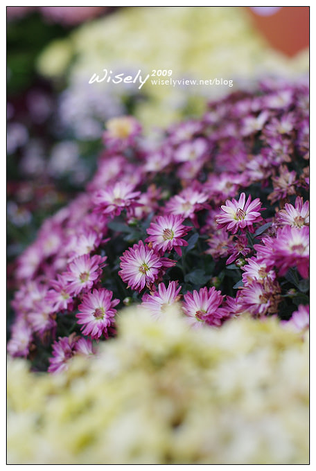 「共香盛菊」:2009年士林官邸菊展 (Pentax K-x拍攝) 「共香盛菊」:2009年士林官邸菊展 (Pentax K-x拍攝)
