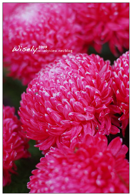 「共香盛菊」:2009年士林官邸菊展 (Pentax K-x拍攝) 「共香盛菊」:2009年士林官邸菊展 (Pentax K-x拍攝)