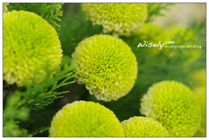 「共香盛菊」:2009年士林官邸菊展 (Pentax K-x拍攝) 「共香盛菊」:2009年士林官邸菊展 (Pentax K-x拍攝)