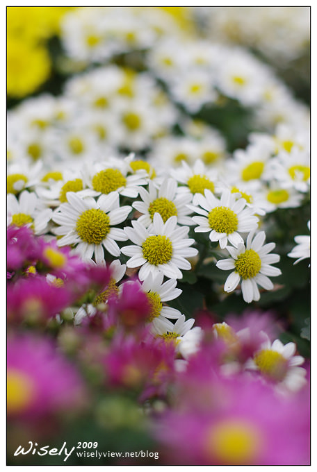 「共香盛菊」:2009年士林官邸菊展 (Pentax K-x拍攝) 「共香盛菊」:2009年士林官邸菊展 (Pentax K-x拍攝)