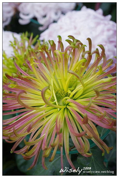 「共香盛菊」:2009年士林官邸菊展 (Pentax K-x拍攝) 「共香盛菊」:2009年士林官邸菊展 (Pentax K-x拍攝)