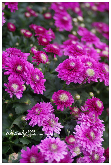 「共香盛菊」:2009年士林官邸菊展 (Pentax K-x拍攝) 「共香盛菊」:2009年士林官邸菊展 (Pentax K-x拍攝)