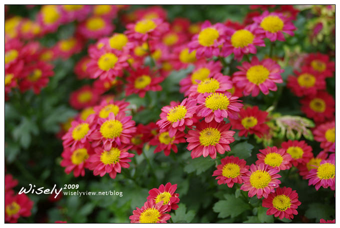 「共香盛菊」:2009年士林官邸菊展 (Pentax K-x拍攝) 「共香盛菊」:2009年士林官邸菊展 (Pentax K-x拍攝)