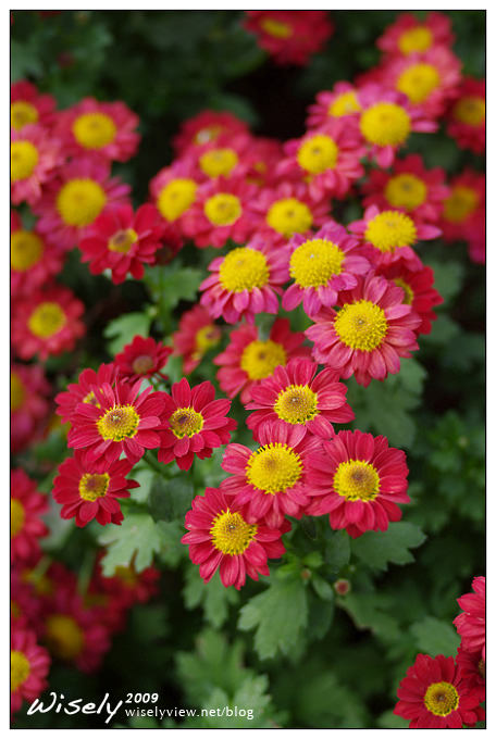 「共香盛菊」:2009年士林官邸菊展 (Pentax K-x拍攝) 「共香盛菊」:2009年士林官邸菊展 (Pentax K-x拍攝)