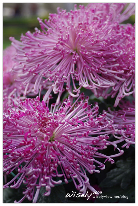 「共香盛菊」:2009年士林官邸菊展 (Pentax K-x拍攝) 「共香盛菊」:2009年士林官邸菊展 (Pentax K-x拍攝)
