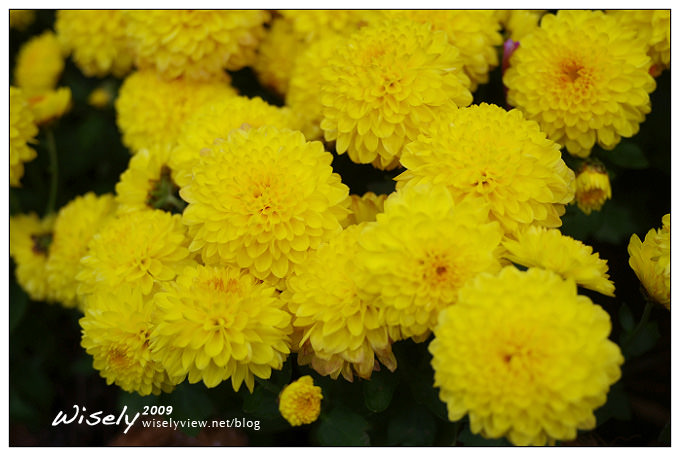 「共香盛菊」:2009年士林官邸菊展 (Pentax K-x拍攝) 「共香盛菊」:2009年士林官邸菊展 (Pentax K-x拍攝)